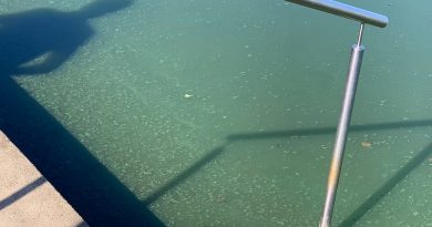 laualgen im Rußweiher: Vorsorgliches Badeverbot in Eschenbach